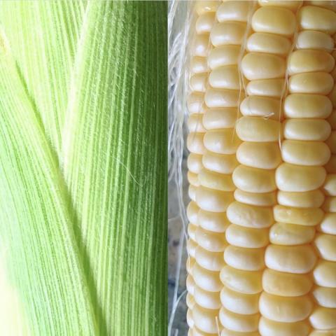 野菜がもっと好きになる野菜師レッスン①　完全生食!日本最高峰!スーパースイートコーンを食べる&深く知るプレミアム体験